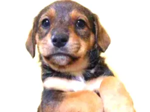 Cachorro raça Srd idade 2 a 6 meses nome Kim