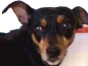 Cachorro raça Não definida idade 6 ou mais anos nome MUMI
