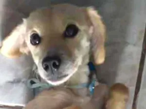 Cachorro raça Vira-lata idade 4 anos nome Mel