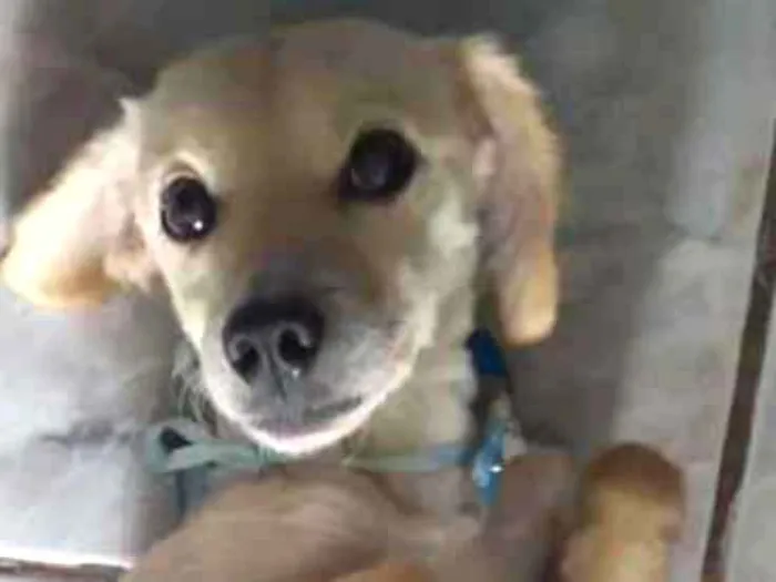 Cachorro ra a Vira-lata idade 4 anos nome Mel