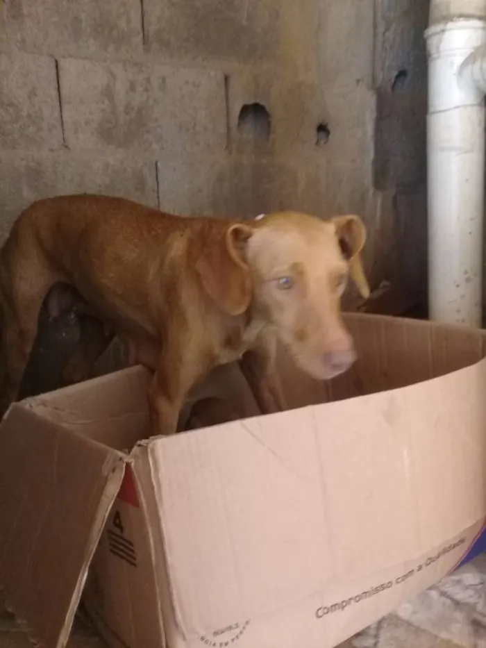 Cachorro ra a Sem raça definida idade 1 ano nome Mel