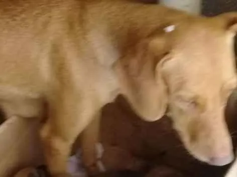 Cachorro ra a Sem raça definida idade 1 ano nome Mel