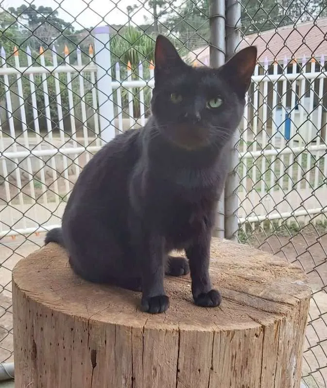 Gato ra a SRD idade 2 anos nome Raica