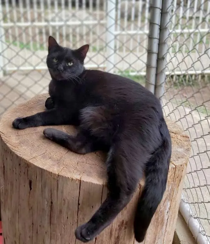 Gato ra a SRD idade 2 anos nome Raica