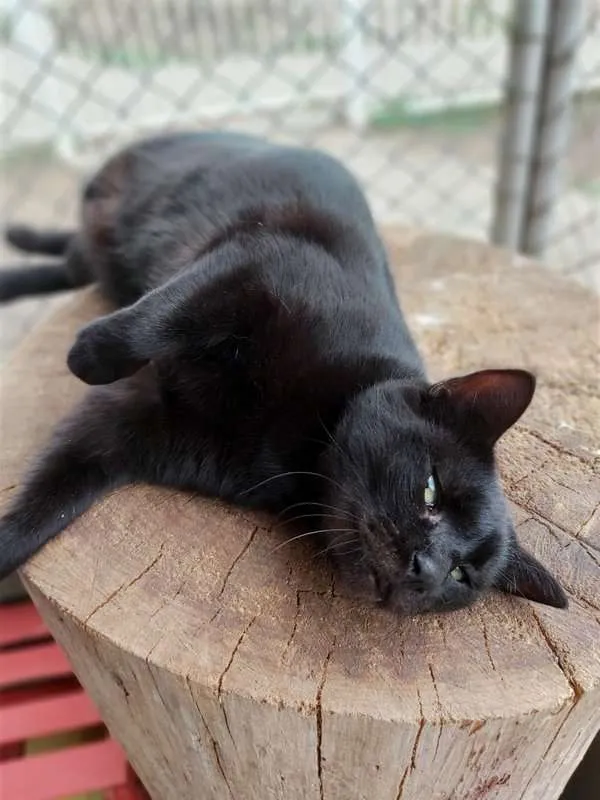Gato ra a SRD idade 2 anos nome Raica