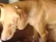 Mel