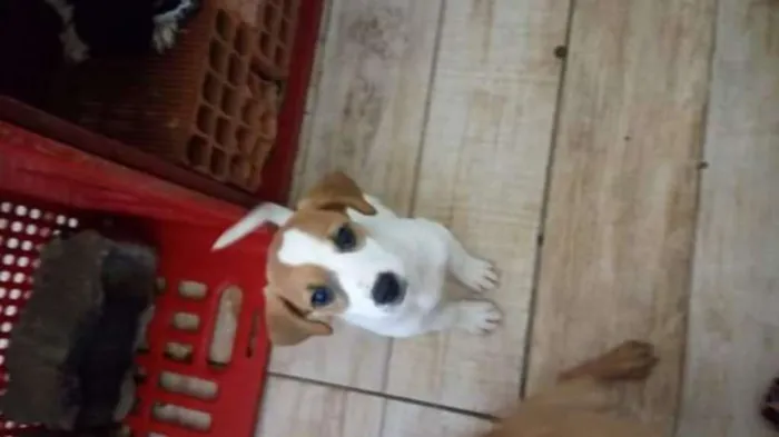 Cachorro raça Viralanta idade Abaixo de 2 meses nome Não tem nome 