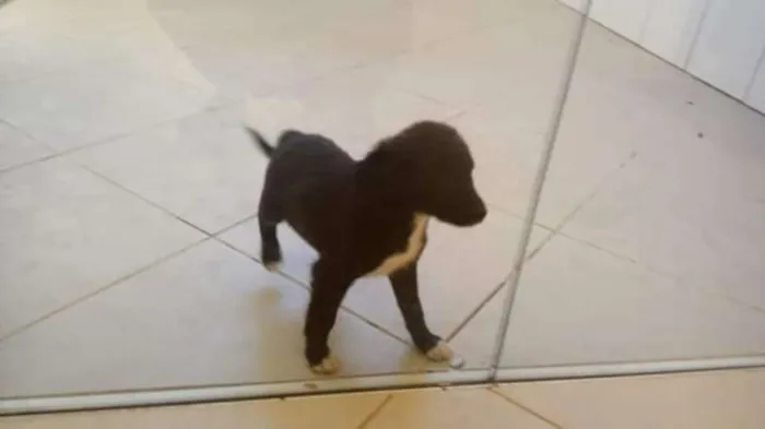 Cachorro raça Viralanta idade Abaixo de 2 meses nome Não tem nome 