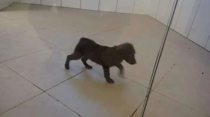 Cachorro raça Viralanta idade Abaixo de 2 meses nome Não tem nome 