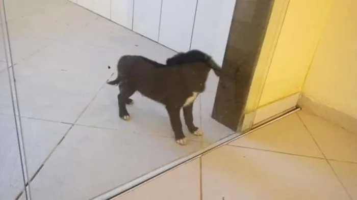 Cachorro raça Viralanta idade Abaixo de 2 meses nome Não tem nome 