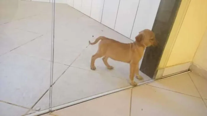 Cachorro raça Viralanta idade Abaixo de 2 meses nome Não tem nome 