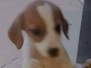 Cachorro raça Viralanta idade Abaixo de 2 meses nome Não tem nome 