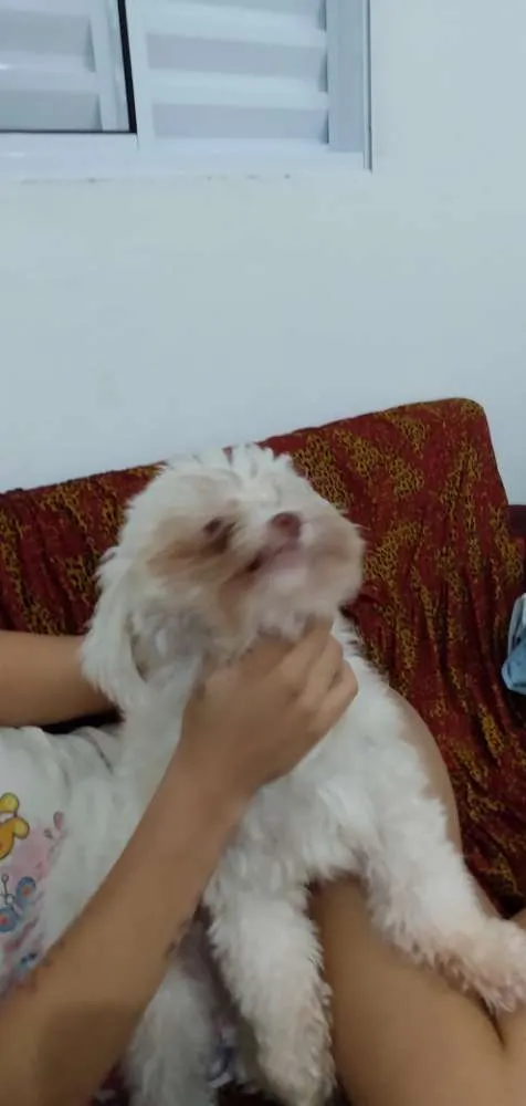 Cachorro ra a Pode com shitso idade 2 anos nome Boby