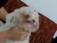 Boby