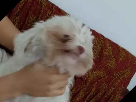 Cachorro ra a Pode com shitso idade 2 anos nome Boby