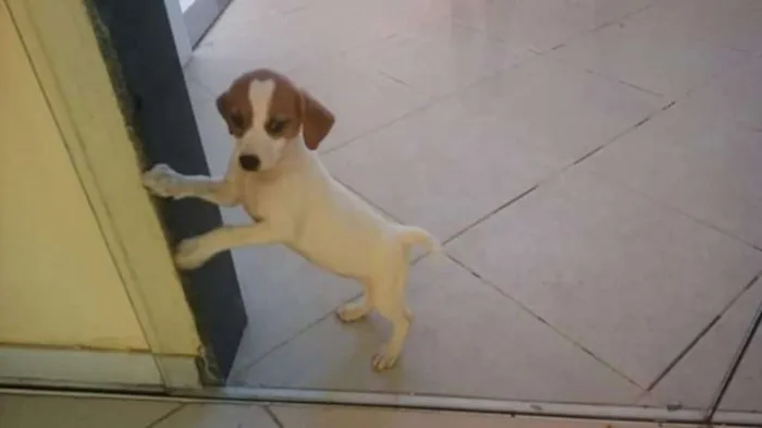 Cachorro raça Viralanta idade 2 a 6 meses nome Não tem nome 