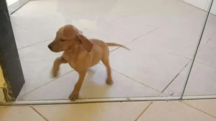 Cachorro raça Viralanta idade 2 a 6 meses nome Não tem nome 
