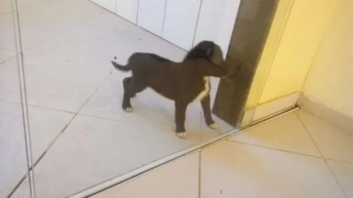 Cachorro raça Viralanta idade 2 a 6 meses nome Não tem nome 