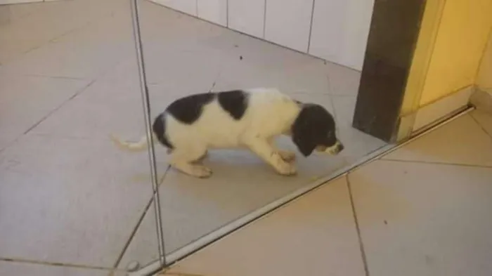 Cachorro raça Viralanta idade 2 a 6 meses nome Não tem nome 