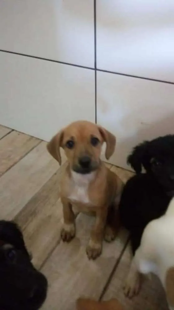 Cachorro raça Viralanta idade 2 a 6 meses nome Não tem nome 