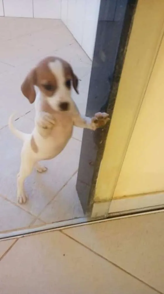 Cachorro raça Viralanta idade 2 a 6 meses nome Não tem nome 