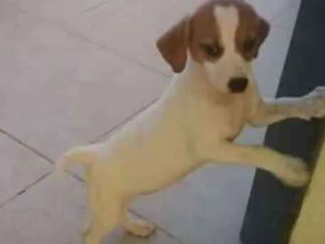 Cachorro raça Viralanta idade 2 a 6 meses nome Não tem nome 