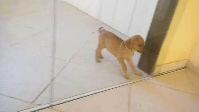 Cachorro raça Viralanta idade Abaixo de 2 meses nome Não tem nome 