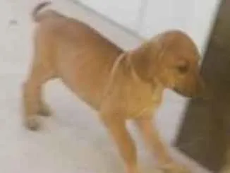 Cachorro raça Viralanta idade Abaixo de 2 meses nome Não tem nome 