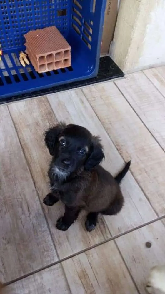 Cachorro raça Viralanta idade Abaixo de 2 meses nome Não tem nome 