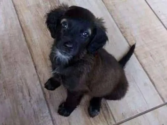 Cachorro raça Viralanta idade Abaixo de 2 meses nome Não tem nome 
