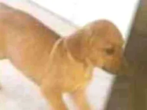 Cachorro raça Viralanta idade Abaixo de 2 meses nome Não tem nome 