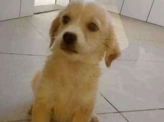 Cachorro raça Viralanta idade Abaixo de 2 meses nome Não tem nome 