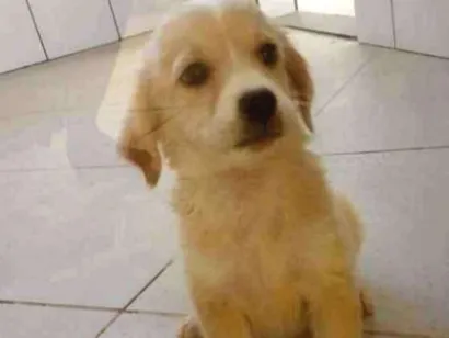 Cachorro raça Viralanta idade Abaixo de 2 meses nome Não tem nome 