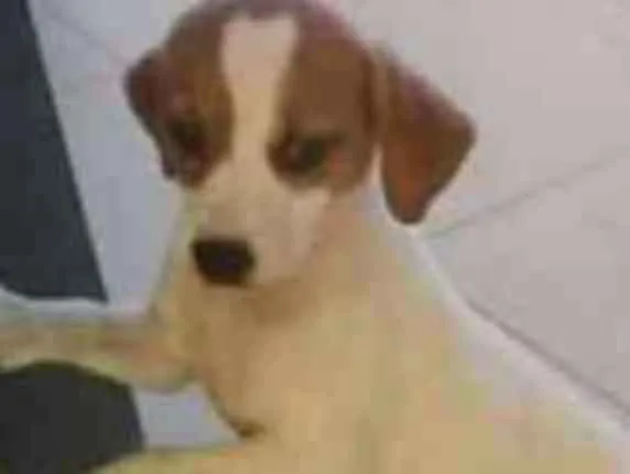 Cachorro raça Viralanta idade 2 a 6 meses nome Não tem nome 