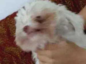 Cachorro raça Pode com shitso idade 2 anos nome Boby