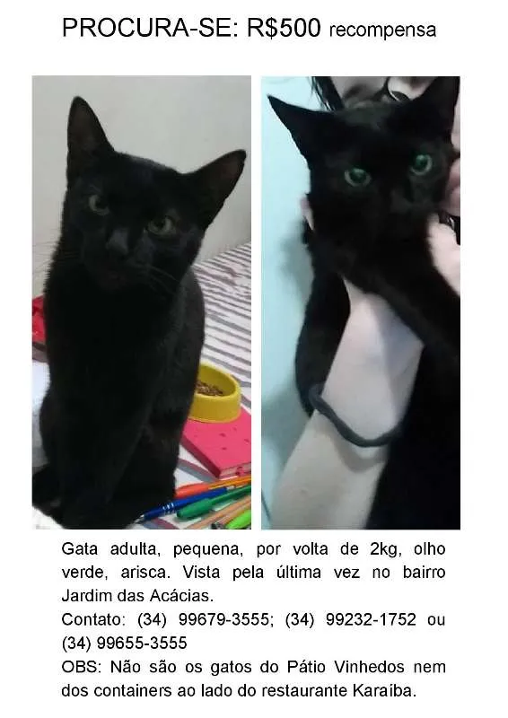 Gato ra a Vira-Lata idade 3 anos nome Fiona GRATIFICA