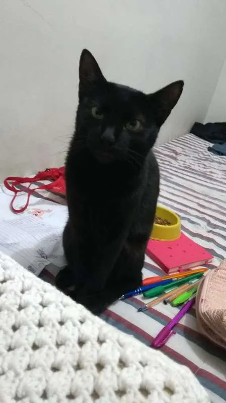 Gato ra a Vira-Lata idade 3 anos nome Fiona GRATIFICA