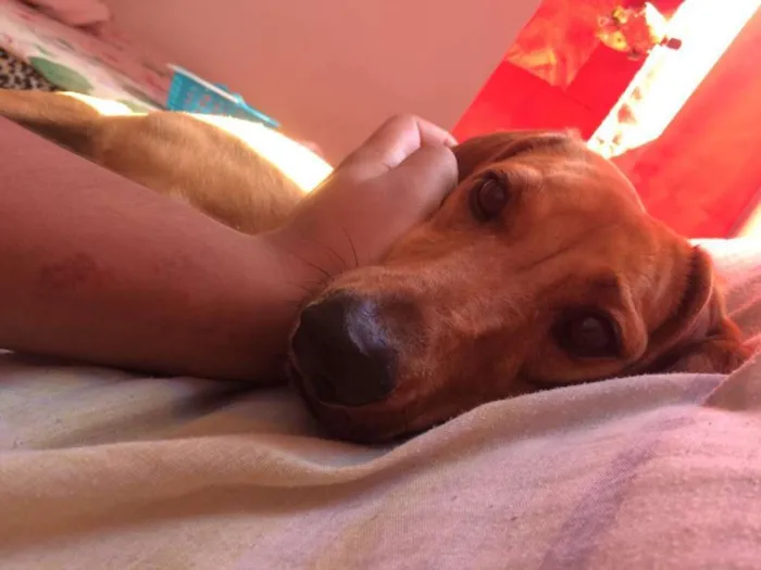Cachorro ra a Dachshund idade 4 anos nome Mel