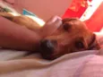 Mel