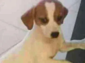 Cachorro raça Viralanta idade 2 a 6 meses nome Não tem nome 