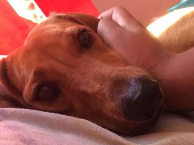 Cachorro ra a Dachshund idade 4 anos nome Mel