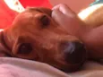 Mel