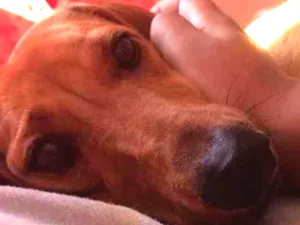 Cachorro raça Dachshund idade 4 anos nome Mel