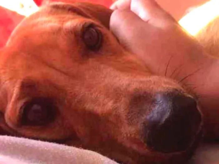 Cachorro ra a Dachshund idade 4 anos nome Mel