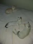 Lindos gatinhos