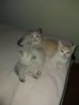 Lindos gatinhos