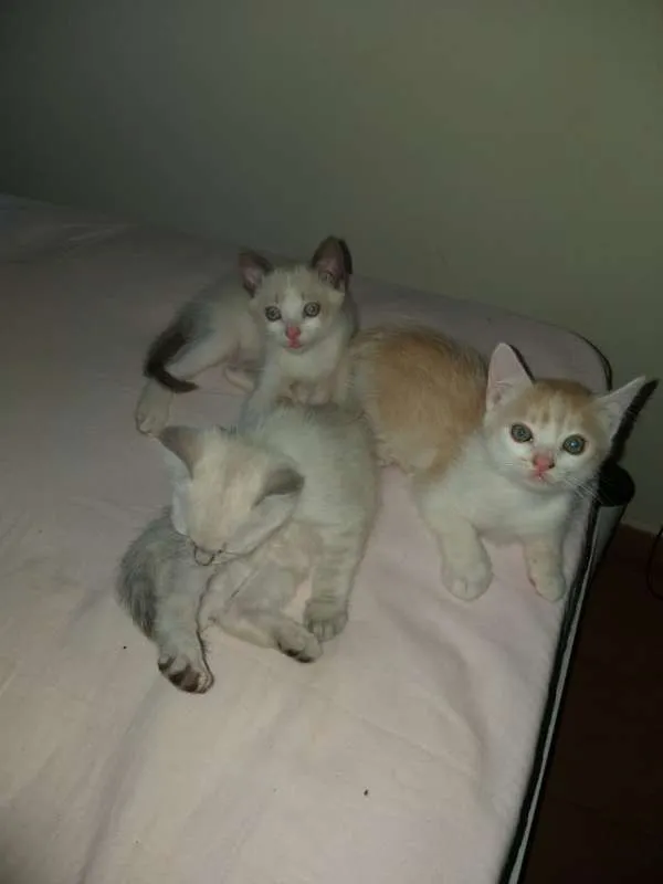 Gato ra a SRD idade Abaixo de 2 meses nome Lindos gatinhos