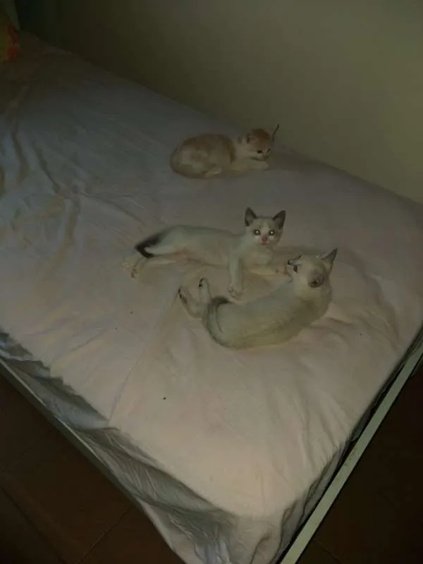 Gato ra a SRD idade Abaixo de 2 meses nome Lindos gatinhos