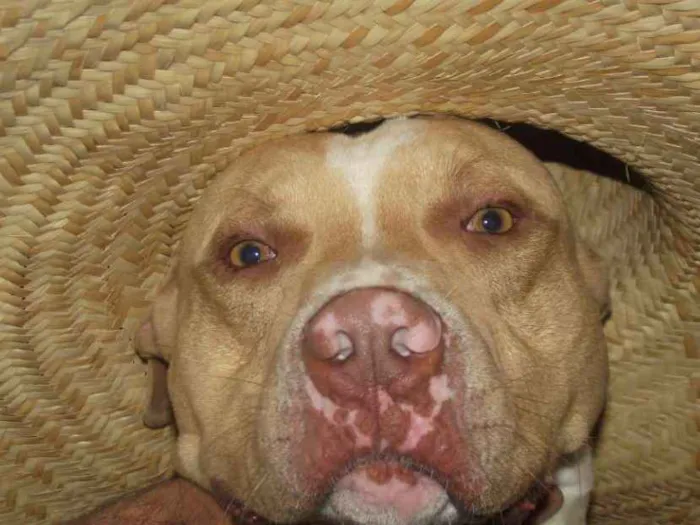 Cachorro raça Pitbull idade 6 ou mais anos nome Thor