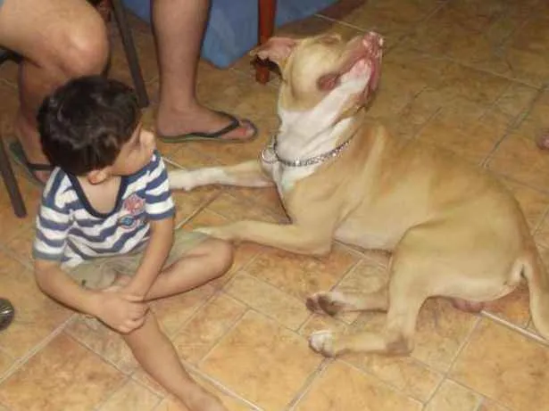 Cachorro raça Pitbull idade 6 ou mais anos nome Thor